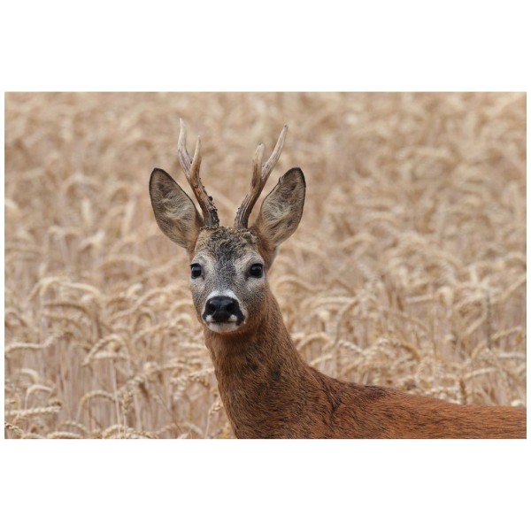 Wandbild - Rehbock im Weizenfeld (Motiv CS30)
