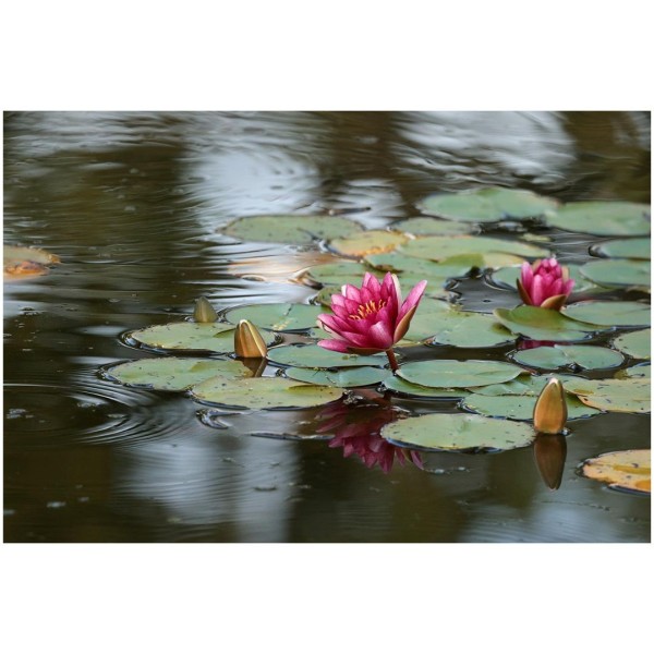 Wandbild - Seerosen (Motiv CS37)