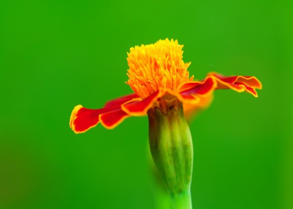 Wandbild Studentenblüte weit offen (Motiv HF24)