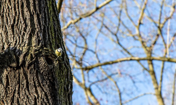 Wandbild Leipzig - Meise im Clara-Zetkin-Park (Motiv PZ12)