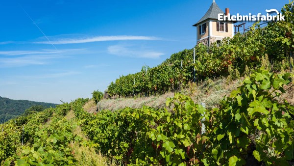 Weingenuss auf schmaler Spur in Radebeul