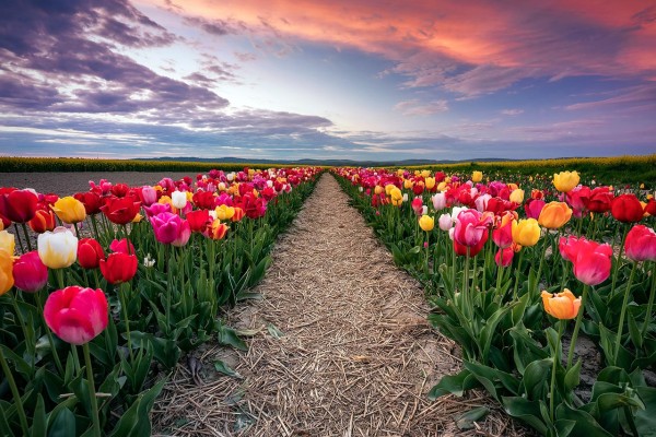 Wandbild Pirna - Ein kleines Tulpenfeld zum Sonnenuntergang (Motiv 01064)