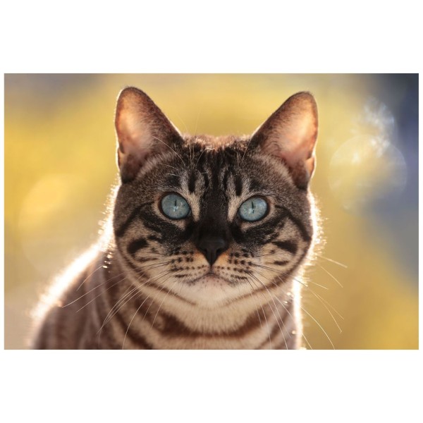 Wandbild - Bengalkatze (Motiv CS19)