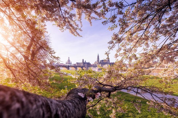 Wandbild Dresden - Blick durch blühenden Kirschbaum auf Dresdner Altstadt (Motiv 01049)