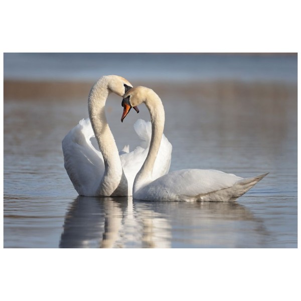 Wandbild - Balzende Höckerschwäne (Motiv CS18)