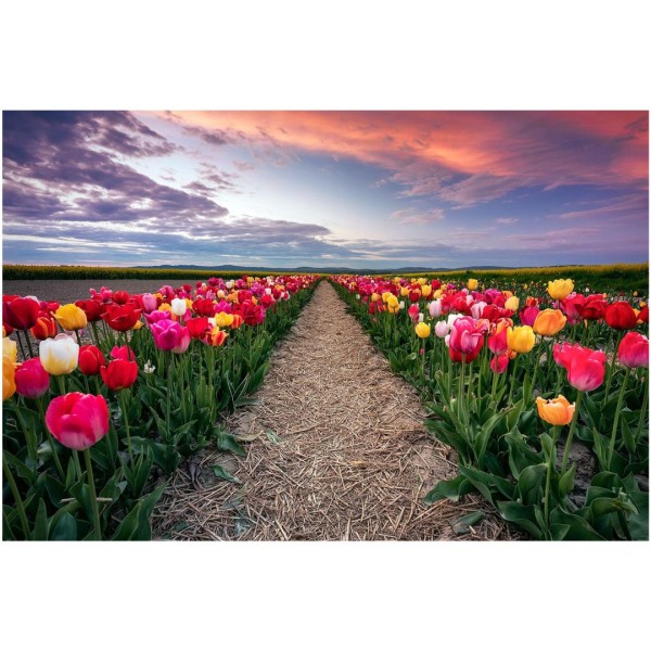 Wandbild Pirna - Ein kleines Tulpenfeld zum Sonnenuntergang (Motiv 01064)