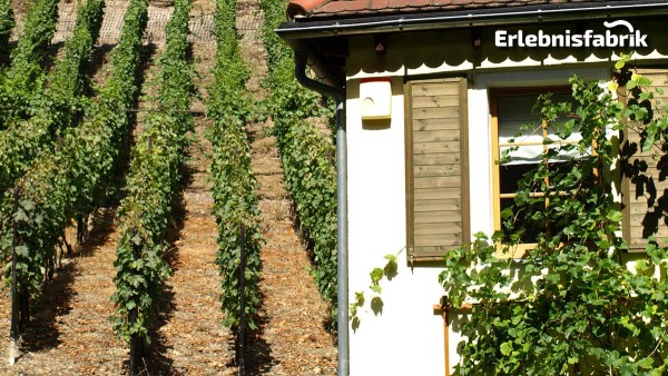 Weinzeit entlang der Elbe von Dresden – Ausflug im Oldiebus