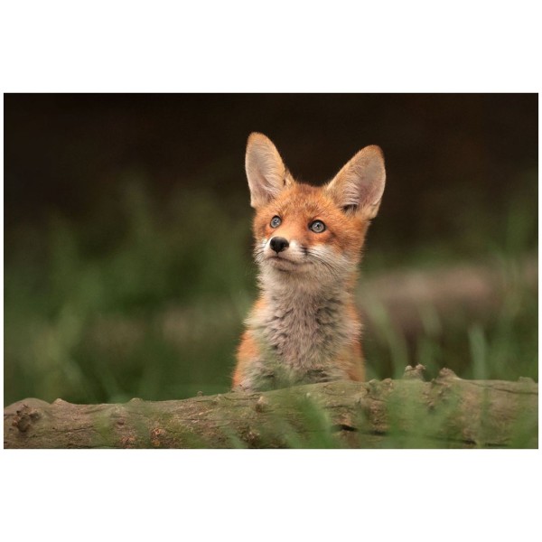 Wandbild - Jungfuchs (Motiv CS25)