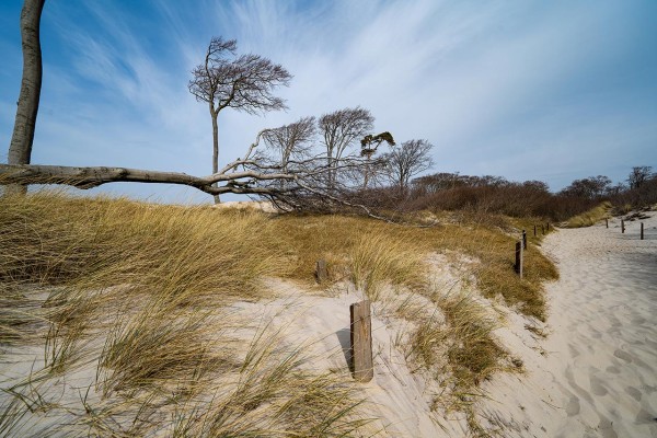 Wandbild Ostsee - Weg zum Weststrand (Motiv DMOS25)