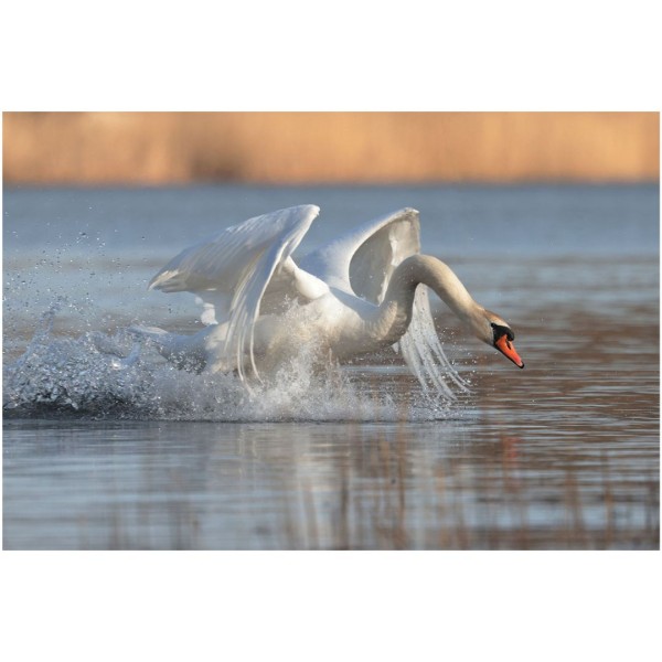 Wandbild - Höckerschwan Action (Motiv CS23)