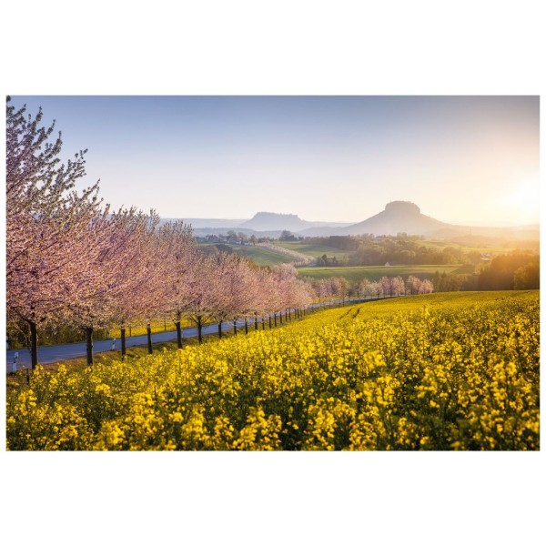 Wandbild Sächsische Schweiz - Kirschbäume im Frühling (Motiv 00789)