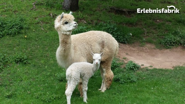 Alpaka Wanderung für Zwei bei Hohenstein Ernstthal