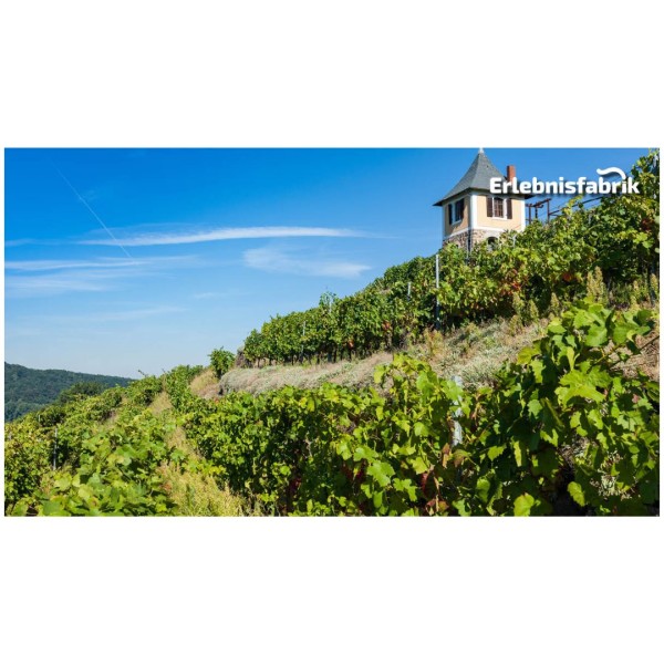 Weingenuss auf schmaler Spur in Radebeul