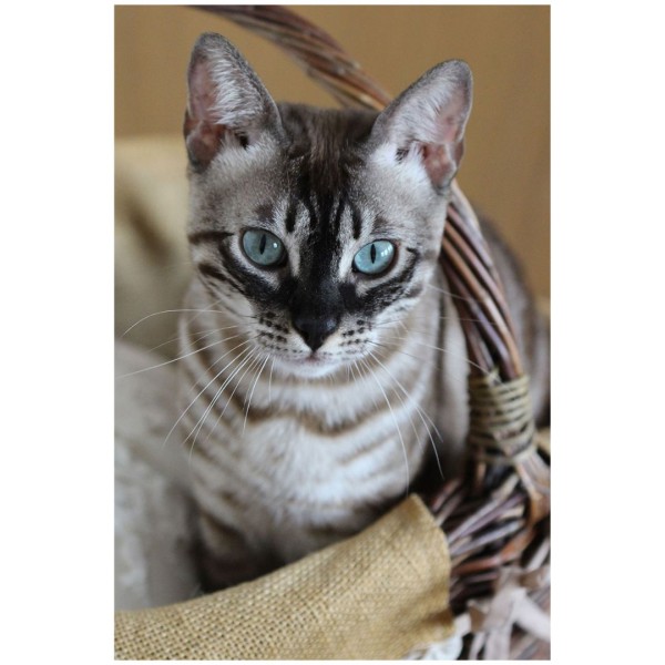 Wandbild - Katze Lie (Motiv CS26)