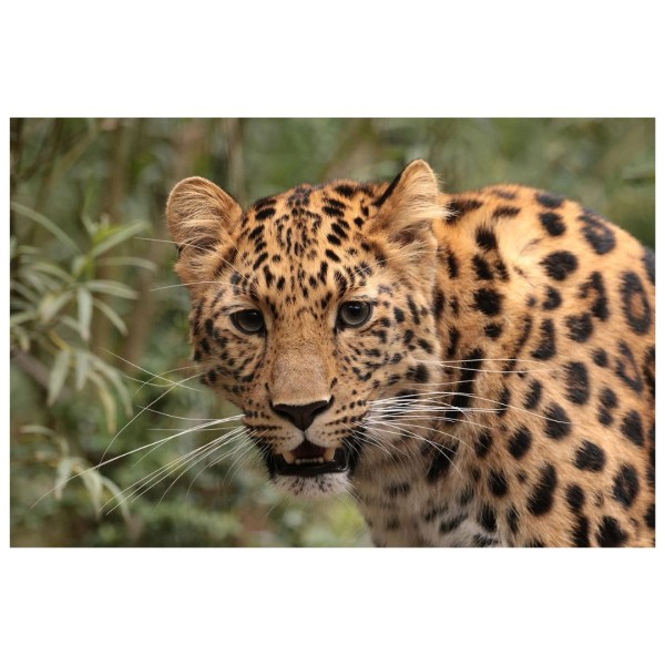 Wandbild - Amurleopard - Jungtier (Motiv CS16)