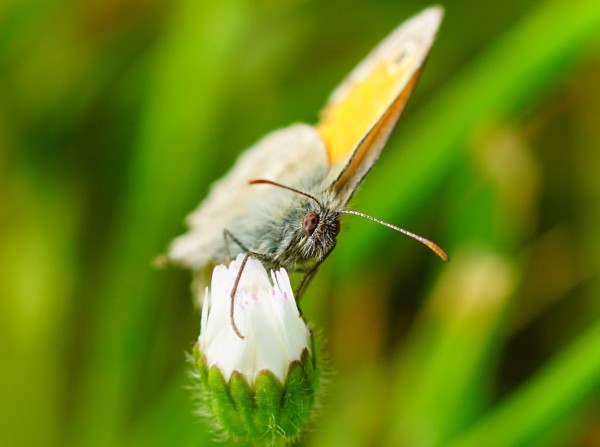 Wandbild Schmetterling auf weißer Blüte (Motiv HF14)