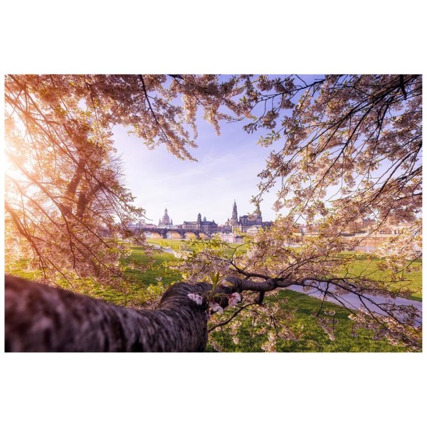 Wandbild Dresden - Blick durch blühenden Kirschbaum auf Dresdner Altstadt (Motiv 01049)