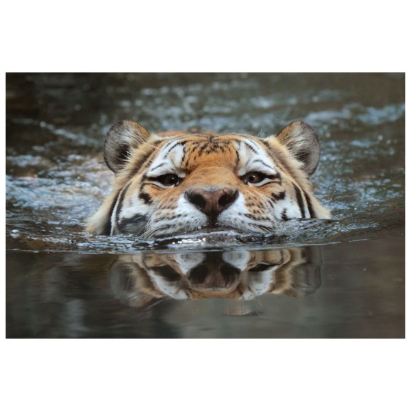 Wandbild - Amurtiger (Motiv CS17)