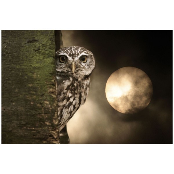 Wandbild - Steinkauz (Motiv CS39)