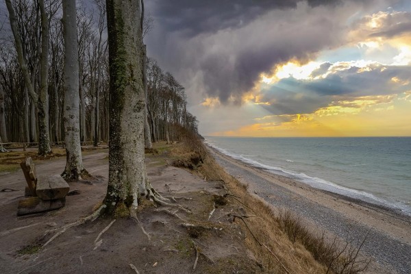 Wandbild Ostsee - Die Bank im Gespensterwald (Motiv DMOS28)