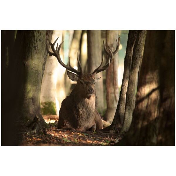 Wandbild - Rothirsch (Motiv CS32)