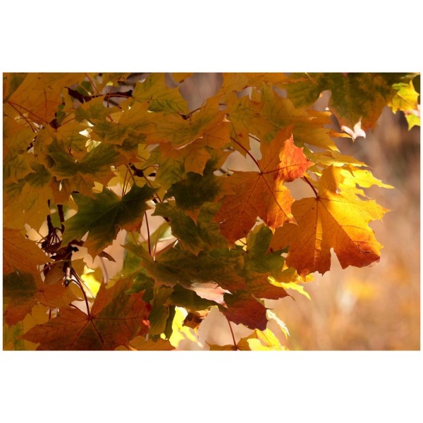 Wandbild - Herbstlichter (Motiv CS22)